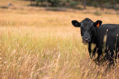 Avustralya 'nın taşrasında bir tarım çiftliğinde uzun otların arasında sürdürülebilir siyah wagyu inekleri sürüsü. iklim değişikliğindeki yenilik 