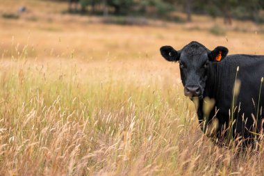 Tohum başları ile uzun otlar ve bir angus sürüsü ve murray gri inekler, öküzler ve boğalar çayırlarda otluyorlar ve yeni Zelanda 'da yaz mevsiminde sürdürülebilir güzel bir tarım çiftliğinde bir ağacın altında dinleniyorlar.