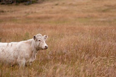 Uzun otların içinde sığır sürüsü Avustralya 'da bir otlakta akşam karanlığında otluyor.