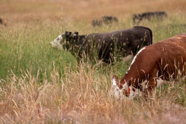 Avustralya 'nın taşrasında bir tarım çiftliğinde uzun otların arasında sürdürülebilir siyah wagyu inekleri sürüsü. iklim değişikliğindeki yenilik 