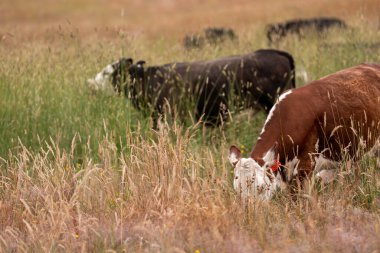 Tohum başları ile uzun otlar ve bir angus sürüsü ve murray gri inekler, öküzler ve boğalar çayırlarda otluyorlar ve yeni Zelanda 'da yaz mevsiminde sürdürülebilir güzel bir tarım çiftliğinde bir ağacın altında dinleniyorlar.