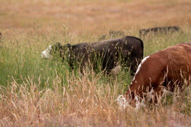 Uzun otların içinde sığır sürüsü Avustralya 'da bir otlakta akşam karanlığında otluyor.