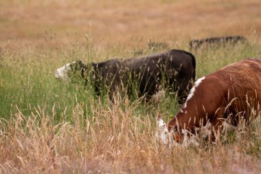 Avustralya 'nın taşrasında bir tarım çiftliğinde uzun otların arasında sürdürülebilir siyah wagyu inekleri sürüsü. iklim değişikliğindeki yenilik 