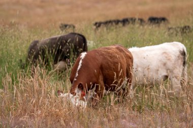 Uzun otların içinde sığır sürüsü Avustralya 'da bir otlakta akşam karanlığında otluyor.