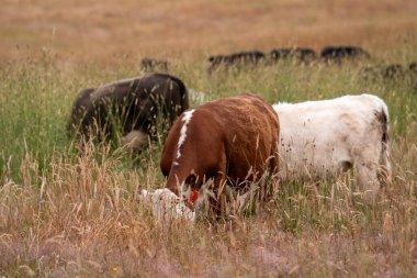 Avustralya 'nın taşrasında bir tarım çiftliğinde uzun otların arasında sürdürülebilir siyah wagyu inekleri sürüsü. iklim değişikliğindeki yenilik 