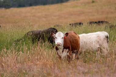 Tohum başları ile uzun otlar ve bir angus sürüsü ve murray gri inekler, öküzler ve boğalar çayırlarda otluyorlar ve yeni Zelanda 'da yaz mevsiminde sürdürülebilir güzel bir tarım çiftliğinde bir ağacın altında dinleniyorlar.