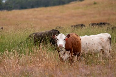 Avustralya 'nın taşrasında bir tarım çiftliğinde uzun otların arasında sürdürülebilir siyah wagyu inekleri sürüsü. iklim değişikliğindeki yenilik 