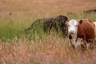 Uzun otların içinde sığır sürüsü Avustralya 'da bir otlakta akşam karanlığında otluyor.