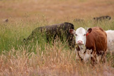Avustralya 'nın taşrasında bir tarım çiftliğinde uzun otların arasında sürdürülebilir siyah wagyu inekleri sürüsü. iklim değişikliğindeki yenilik 