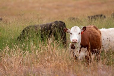 Avustralya 'nın taşrasında bir tarım çiftliğinde uzun otların arasında sürdürülebilir siyah wagyu inekleri sürüsü. iklim değişikliğindeki yenilik 