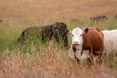 Tohum başları ile uzun otlar ve bir angus sürüsü ve murray gri inekler, öküzler ve boğalar çayırlarda otluyorlar ve yeni Zelanda 'da yaz mevsiminde sürdürülebilir güzel bir tarım çiftliğinde bir ağacın altında dinleniyorlar.