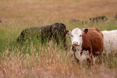 Avustralya 'nın taşrasında bir tarım çiftliğinde uzun otların arasında sürdürülebilir siyah wagyu inekleri sürüsü. iklim değişikliğindeki yenilik 