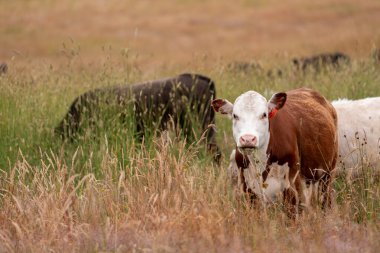 Uzun otların içinde sığır sürüsü Avustralya 'da bir otlakta akşam karanlığında otluyor.