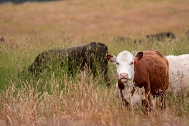 Avustralya 'nın taşrasında bir tarım çiftliğinde uzun otların arasında sürdürülebilir siyah wagyu inekleri sürüsü. iklim değişikliğindeki yenilik 