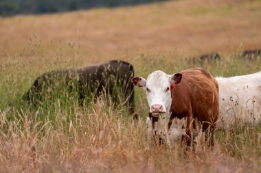 Avustralya 'nın taşrasında bir tarım çiftliğinde uzun otların arasında sürdürülebilir siyah wagyu inekleri sürüsü. iklim değişikliğindeki yenilik 