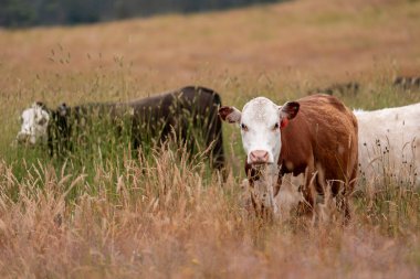 Avustralya 'nın taşrasında bir tarım çiftliğinde uzun otların arasında sürdürülebilir siyah wagyu inekleri sürüsü. iklim değişikliğindeki yenilik 