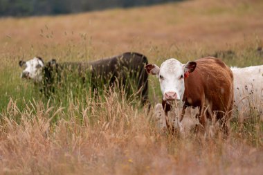 Uzun otların içinde sığır sürüsü Avustralya 'da bir otlakta akşam karanlığında otluyor.
