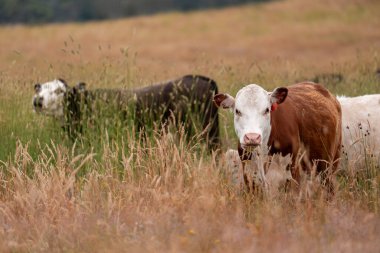 Avustralya 'nın taşrasında bir tarım çiftliğinde uzun otların arasında sürdürülebilir siyah wagyu inekleri sürüsü. iklim değişikliğindeki yenilik 