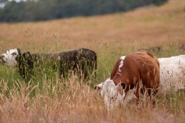 Uzun otların içinde sığır sürüsü Avustralya 'da bir otlakta akşam karanlığında otluyor.