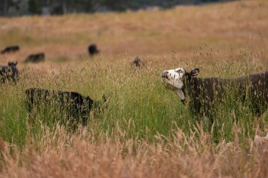 Tohum başları ile uzun otlar ve bir angus sürüsü ve murray gri inekler, öküzler ve boğalar çayırlarda otluyorlar ve yeni Zelanda 'da yaz mevsiminde sürdürülebilir güzel bir tarım çiftliğinde bir ağacın altında dinleniyorlar.