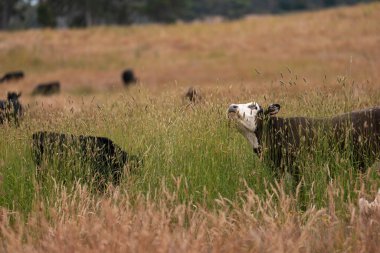 Uzun otların içinde sığır sürüsü Avustralya 'da bir otlakta akşam karanlığında otluyor.