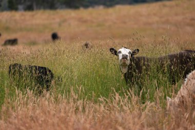 Uzun otların içinde sığır sürüsü Avustralya 'da bir otlakta akşam karanlığında otluyor.