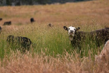 Avustralya 'nın taşrasında bir tarım çiftliğinde uzun otların arasında sürdürülebilir siyah wagyu inekleri sürüsü. iklim değişikliğindeki yenilik 