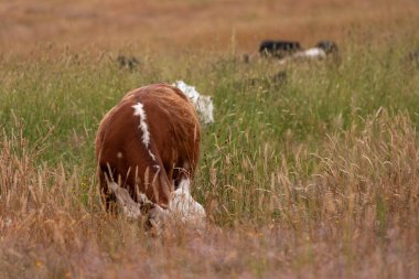 Avustralya 'nın taşrasında bir tarım çiftliğinde uzun otların arasında sürdürülebilir siyah wagyu inekleri sürüsü. iklim değişikliğindeki yenilik 