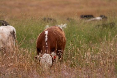 Uzun otların içinde sığır sürüsü Avustralya 'da bir otlakta akşam karanlığında otluyor.