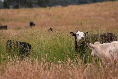 Tohum başları ile uzun otlar ve bir angus sürüsü ve murray gri inekler, öküzler ve boğalar çayırlarda otluyorlar ve yeni Zelanda 'da yaz mevsiminde sürdürülebilir güzel bir tarım çiftliğinde bir ağacın altında dinleniyorlar.
