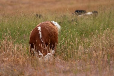 Tohum başları ile uzun otlar ve bir angus sürüsü ve murray gri inekler, öküzler ve boğalar çayırlarda otluyorlar ve yeni Zelanda 'da yaz mevsiminde sürdürülebilir güzel bir tarım çiftliğinde bir ağacın altında dinleniyorlar.
