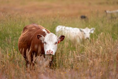 Tohum başları ile uzun otlar ve bir angus sürüsü ve murray gri inekler, öküzler ve boğalar çayırlarda otluyorlar ve yeni Zelanda 'da yaz mevsiminde sürdürülebilir güzel bir tarım çiftliğinde bir ağacın altında dinleniyorlar.