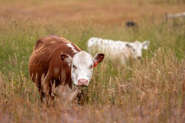 Avustralya 'nın taşrasında bir tarım çiftliğinde uzun otların arasında sürdürülebilir siyah wagyu inekleri sürüsü. iklim değişikliğindeki yenilik 