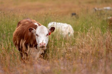 Uzun otların içinde sığır sürüsü Avustralya 'da bir otlakta akşam karanlığında otluyor.
