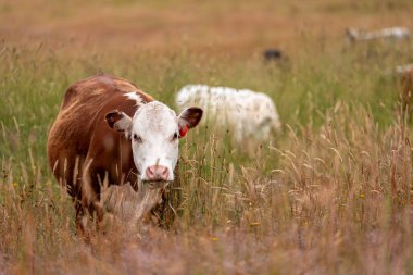 Tohum başları ile uzun otlar ve bir angus sürüsü ve murray gri inekler, öküzler ve boğalar çayırlarda otluyorlar ve yeni Zelanda 'da yaz mevsiminde sürdürülebilir güzel bir tarım çiftliğinde bir ağacın altında dinleniyorlar.