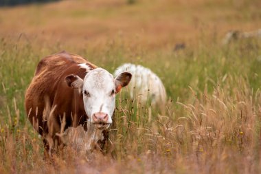 Tohum başları ile uzun otlar ve bir angus sürüsü ve murray gri inekler, öküzler ve boğalar çayırlarda otluyorlar ve yeni Zelanda 'da yaz mevsiminde sürdürülebilir güzel bir tarım çiftliğinde bir ağacın altında dinleniyorlar.