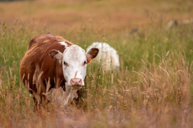 Avustralya 'nın taşrasında bir tarım çiftliğinde uzun otların arasında sürdürülebilir siyah wagyu inekleri sürüsü. iklim değişikliğindeki yenilik 