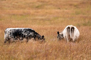 Tohum başları ile uzun otlar ve bir angus sürüsü ve murray gri inekler, öküzler ve boğalar çayırlarda otluyorlar ve yeni Zelanda 'da yaz mevsiminde sürdürülebilir güzel bir tarım çiftliğinde bir ağacın altında dinleniyorlar.