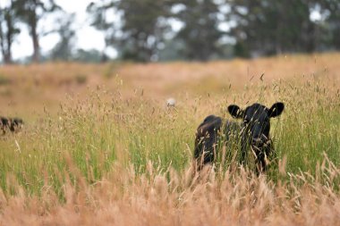 Uzun otların içinde sığır sürüsü Avustralya 'da bir otlakta akşam karanlığında otluyor.