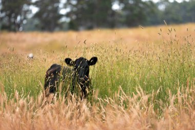 Avustralya 'nın taşrasında bir tarım çiftliğinde uzun otların arasında sürdürülebilir siyah wagyu inekleri sürüsü. iklim değişikliğindeki yenilik 