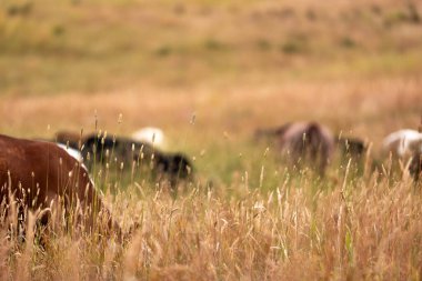 Uzun otların içinde sığır sürüsü Avustralya 'da bir otlakta akşam karanlığında otluyor.