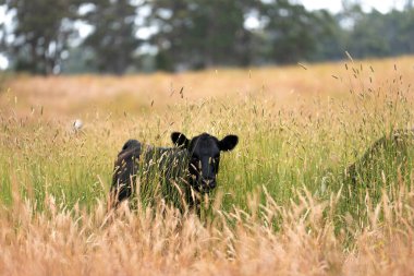 Avustralya 'nın taşrasında bir tarım çiftliğinde uzun otların arasında sürdürülebilir siyah wagyu inekleri sürüsü. iklim değişikliğindeki yenilik 