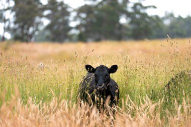 Avustralya 'nın taşrasında bir tarım çiftliğinde uzun otların arasında sürdürülebilir siyah wagyu inekleri sürüsü. iklim değişikliğindeki yenilik 
