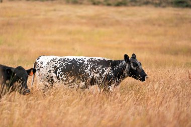 Uzun otların içinde sığır sürüsü Avustralya 'da bir otlakta akşam karanlığında otluyor.