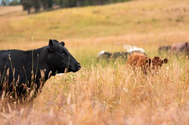 Tohum başları ile uzun otlar ve bir angus sürüsü ve murray gri inekler, öküzler ve boğalar çayırlarda otluyorlar ve yeni Zelanda 'da yaz mevsiminde sürdürülebilir güzel bir tarım çiftliğinde bir ağacın altında dinleniyorlar.