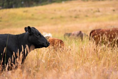 Uzun otların içinde sığır sürüsü Avustralya 'da bir otlakta akşam karanlığında otluyor.