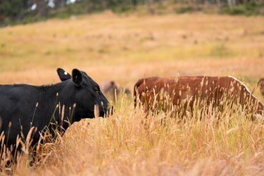 Avustralya 'nın taşrasında bir tarım çiftliğinde uzun otların arasında sürdürülebilir siyah wagyu inekleri sürüsü. iklim değişikliğindeki yenilik 