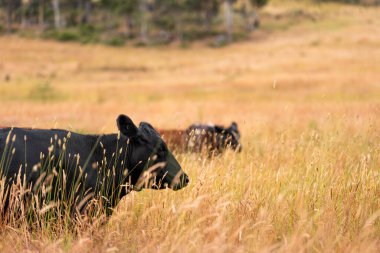 Avustralya 'nın taşrasında bir tarım çiftliğinde uzun otların arasında sürdürülebilir siyah wagyu inekleri sürüsü. iklim değişikliğindeki yenilik 