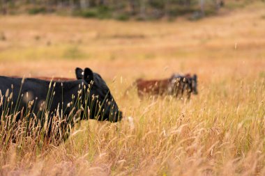 Uzun otların içinde sığır sürüsü Avustralya 'da bir otlakta akşam karanlığında otluyor.