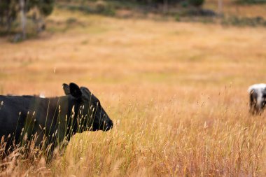 Uzun otların içinde sığır sürüsü Avustralya 'da bir otlakta akşam karanlığında otluyor.